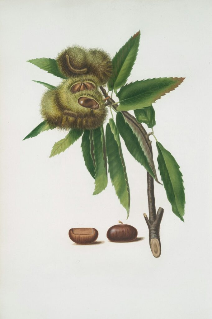 Dieta Antivermelhidão da Pele